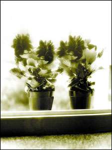 tredicidiciotto articolo3